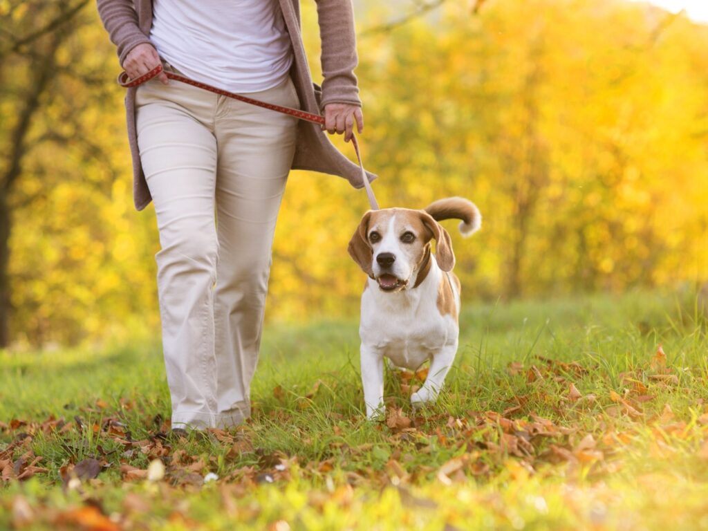 dog walking can be a fun thing to do to make a little money at Christmas, it is a great side hustle at Christmas.