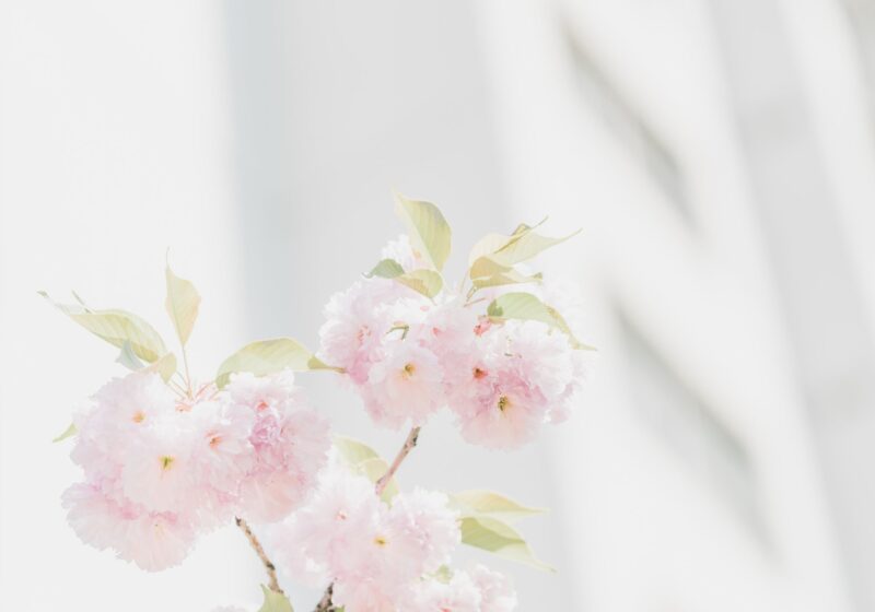 pink flowers on a white background